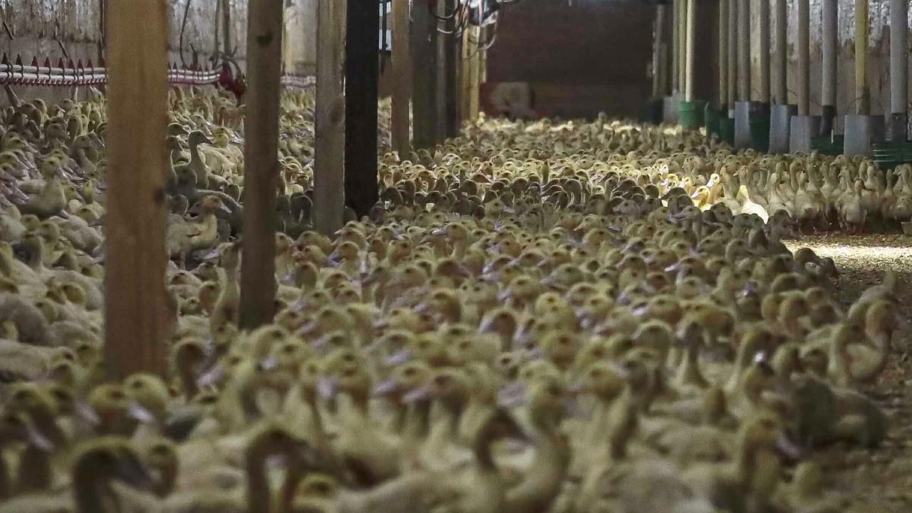 Almanya’da kuş gribi alarmı: 400 bin hayvan itlaf edildi