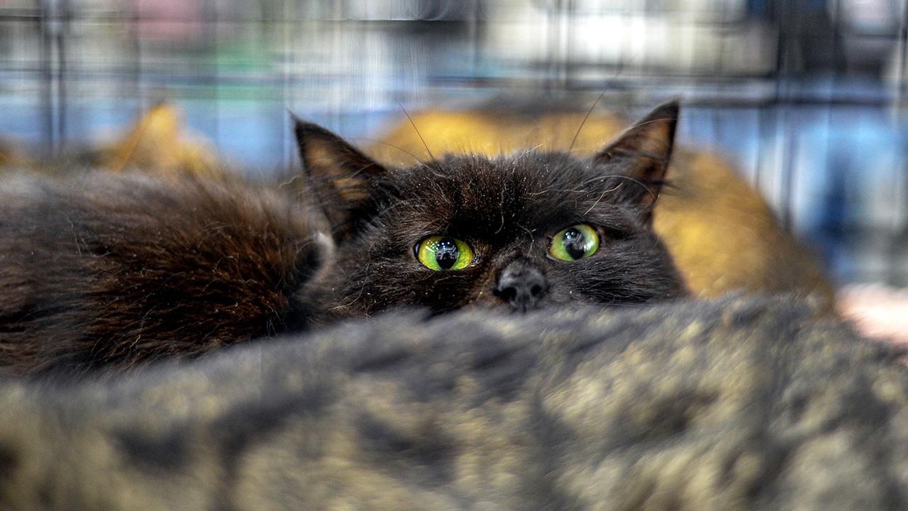 Cadılar Bayramı'na özel tedbir: Siyah kedi sahiplenilmesi yasaklandı