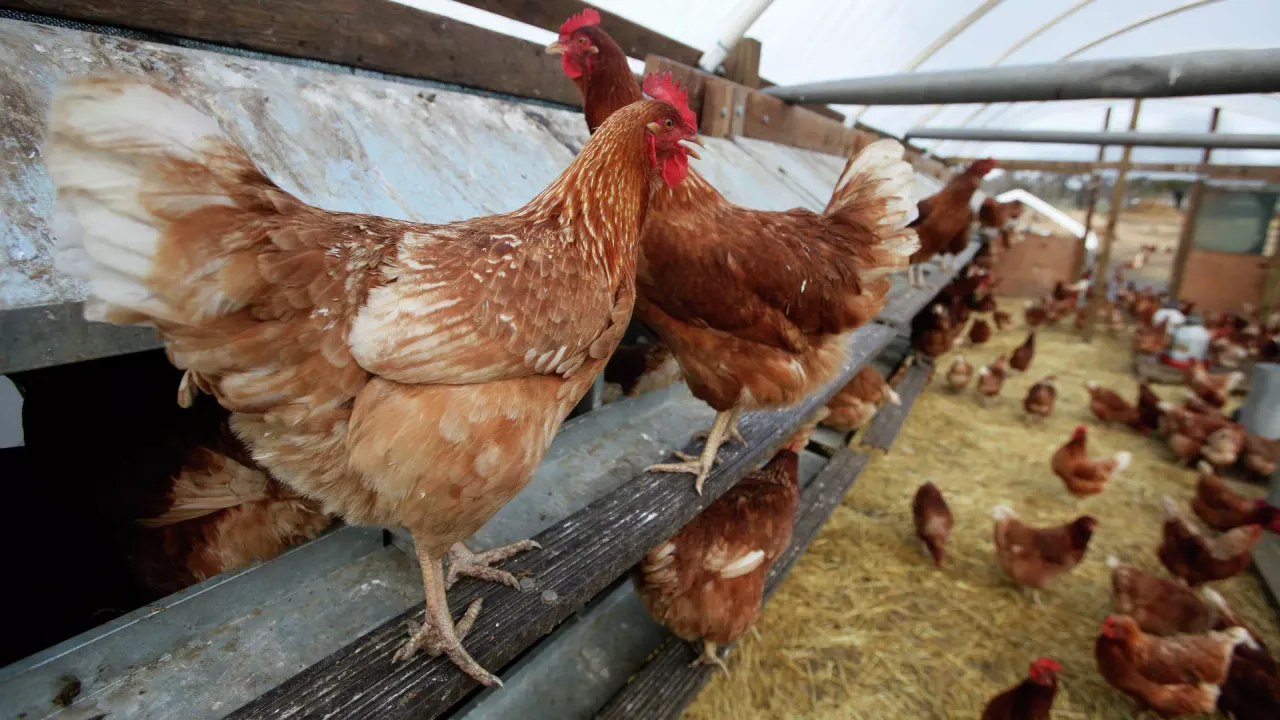 Hollanda'da kuş gribi alarmı: 71 bin tavuk itlaf edilecek
