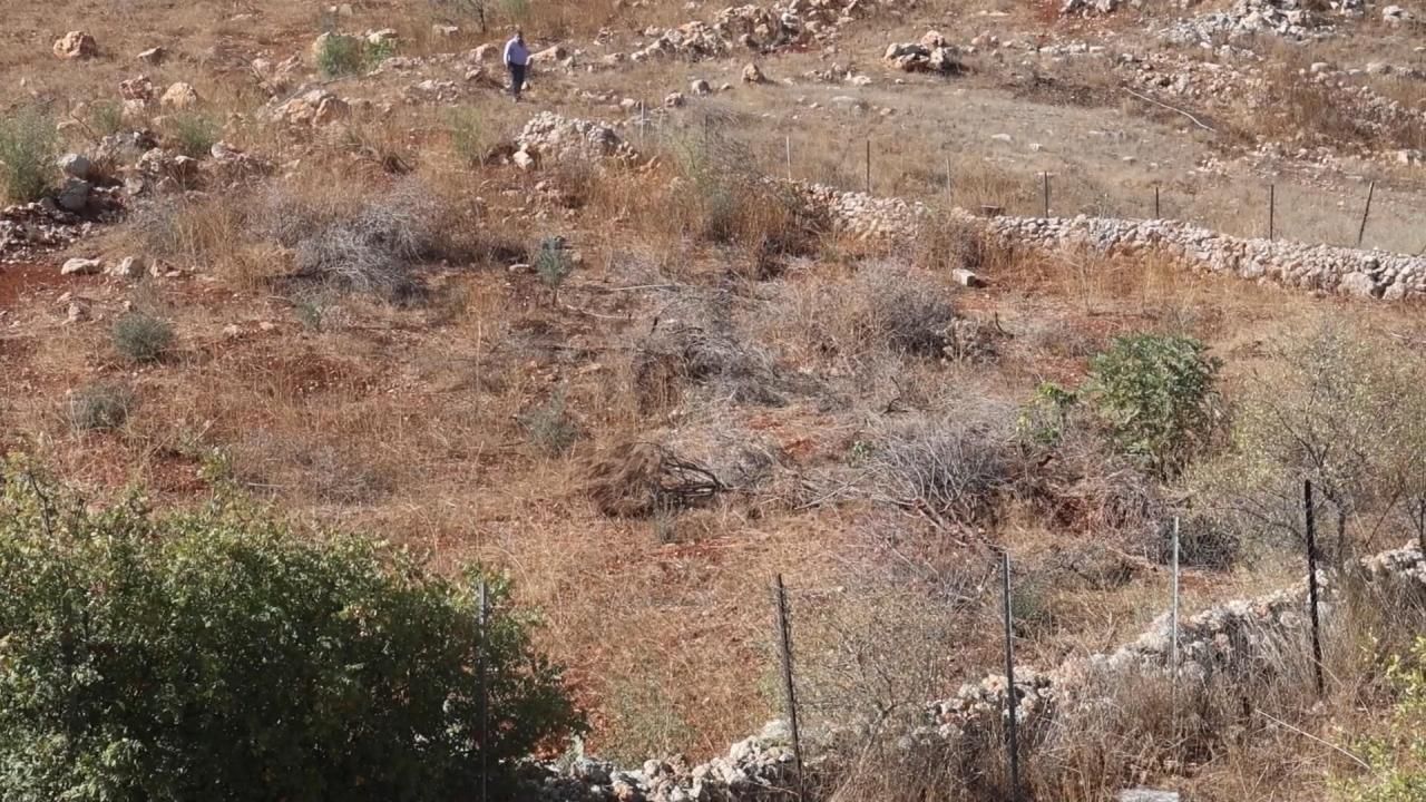 İsrail saldırıları zeytinlikleri küle çevirdi: 50 yıllık emeğimizi yıktılar