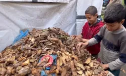 Filistinli çocuklar hayatta kalabilmek için çürük patates yiyor