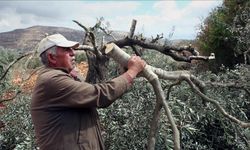 Gaspçı İsrailliler, zeytin, üzüm ve badem ağaçlarını kesti