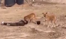 Gazze'de köpeklerin havlaması değişti!
