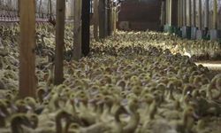 Almanya’da kuş gribi alarmı: 400 bin hayvan itlaf edildi