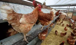 Hollanda'da kuş gribi alarmı: 71 bin tavuk itlaf edilecek
