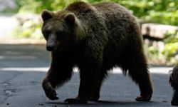 Japonya'da tuvaletten çıkan adama ayı saldırdı