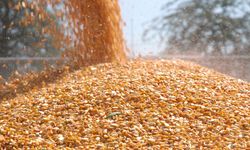 Malavi, gıda krizi nedeniyle mısır ihracatını yasakladı