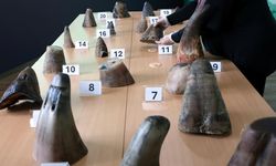 Rekor kaçakçılık: Singapur'da 20 gergedan boynuzu yakalandı