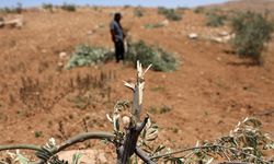 Batı Şeria'da geçim kaynaklarına saldırı: 850 ağaç yok edildi