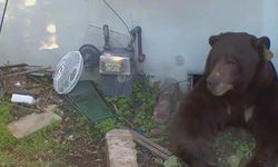 California'da korku filmi gibi olay: Evinin altından 200 kiloluk ayı çıktı