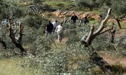 Batı Şeria'da yerleşimci şiddeti: Zeytin ağaçları söküldü