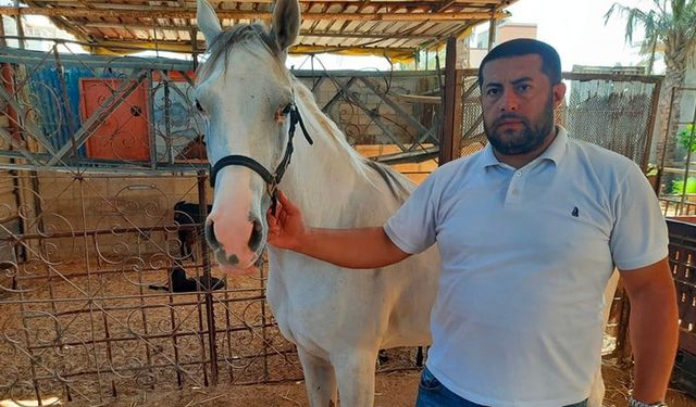 İsrail’in zorla kıtlığa sürüklediği Gazzeliler, gıda bulamayınca yemek için yaralı atı kesti