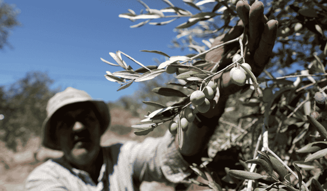 Filistin'de direnişin diğer adı: Zeytin ağaçları