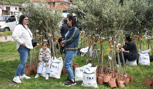 TİKA, Arnavutluk'taki ailelere zeytin fidanı hibe etti