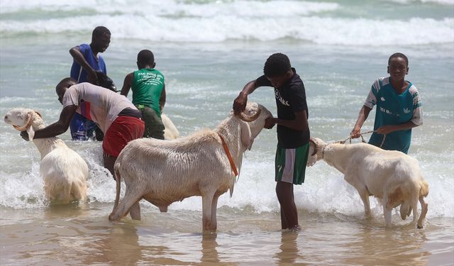 Senegal'de kurbanlıklar okyanusta yıkanıyor