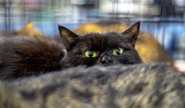 Cadılar Bayramı'na özel tedbir: Siyah kedi sahiplenilmesi yasaklandı