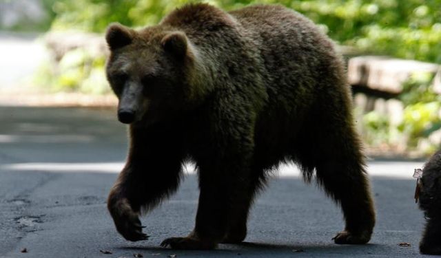 Japonya'da tuvaletten çıkan adama ayı saldırdı