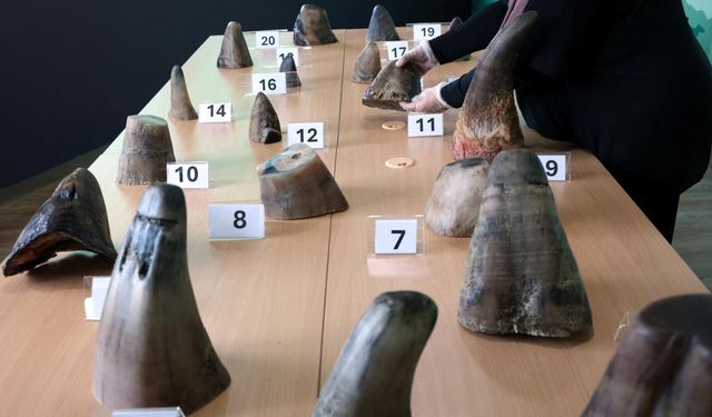 Rekor kaçakçılık: Singapur'da 20 gergedan boynuzu yakalandı