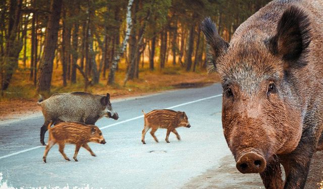 Avrupa'da salgın korkusu: İspanyol askeri göreve çağrıldı