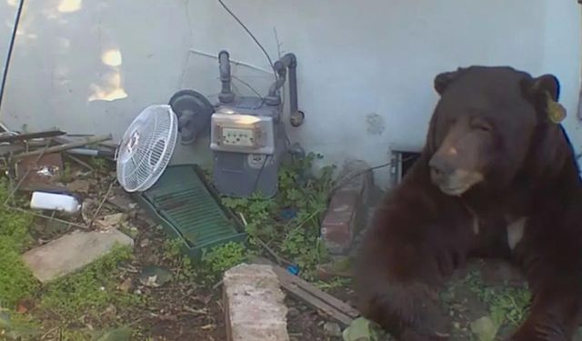 California'da korku filmi gibi olay: Evinin altından 200 kiloluk ayı çıktı