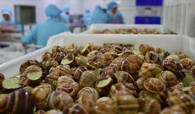 Fransa'da 90 bin euroluk salyangoz çalındı