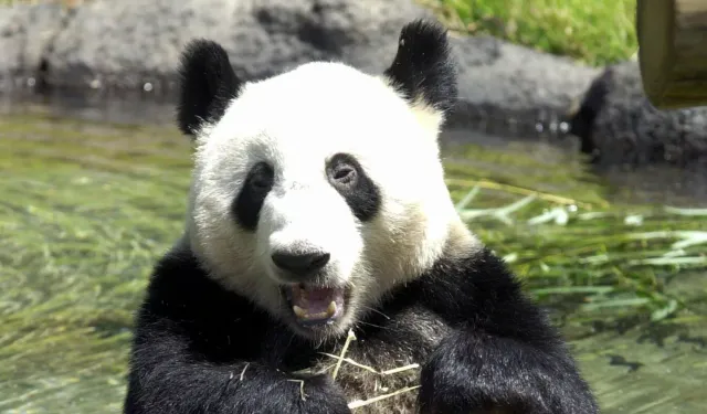 Japonya'da 50 yıllık devir kapanıyor: İkiz pandalar Çin'e dönüyor