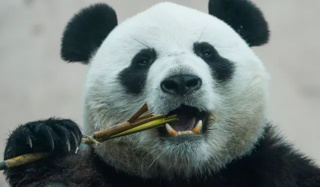 Macron-Şi zirvesi sonrası: Çin'den Fransa'ya panda sözü