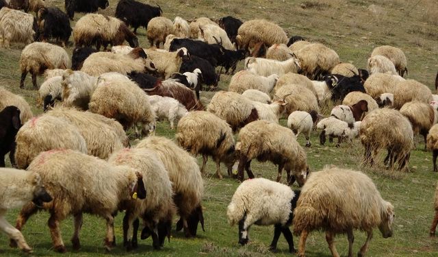 Yunanistan'da hayvan itlafı büyüyor: Feta peyniri zorda